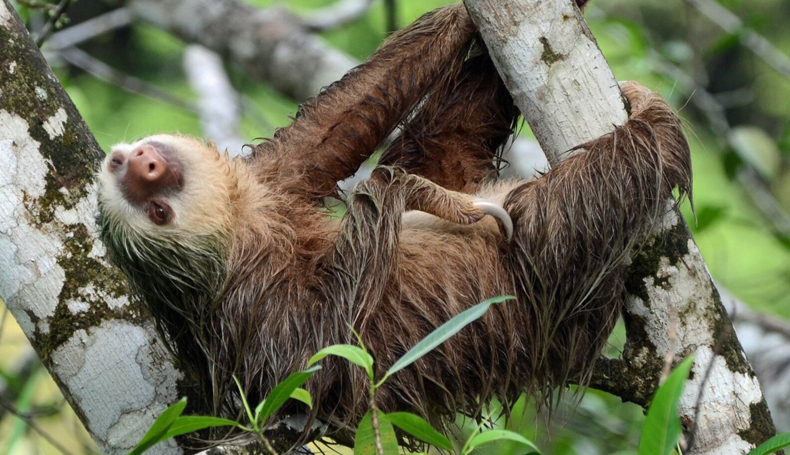 21 Animals Who Know Being Single Is Awesome - The Dodo