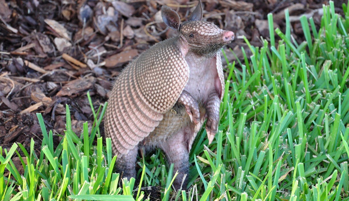 21 Animals Who Know Being Single Is Awesome - The Dodo