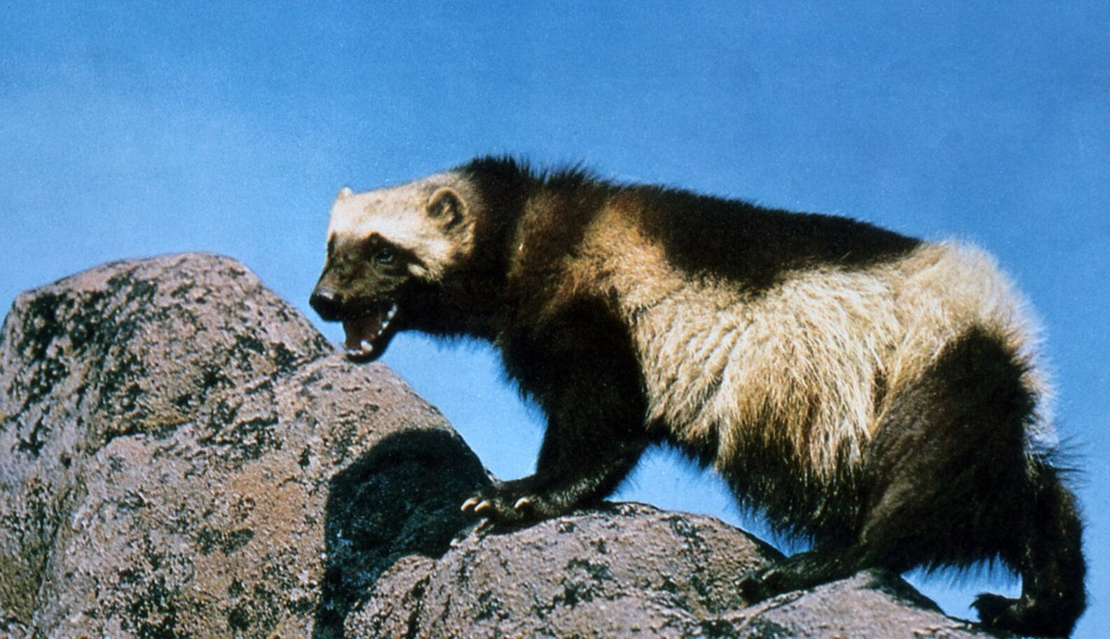 21 Animals Who Know Being Single Is Awesome - The Dodo