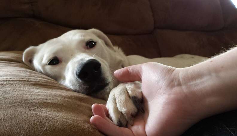 why does my dog want me to hold his paw