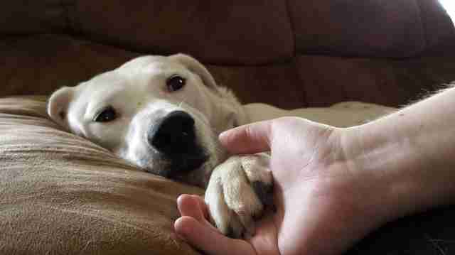 Image result for hold dogs paw