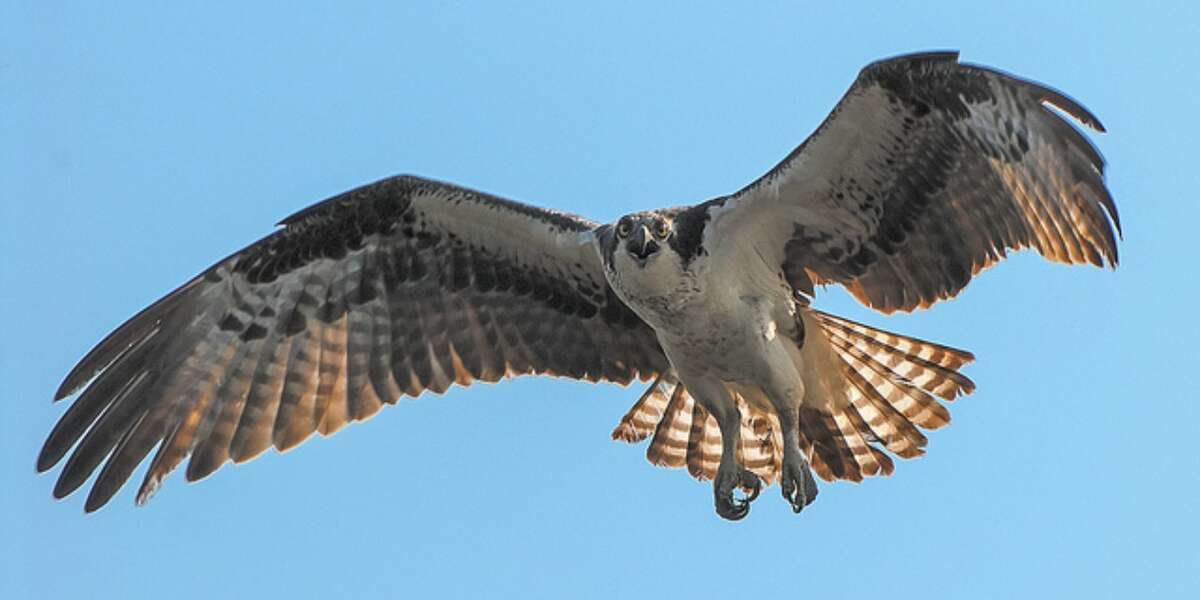 Here Are The Birds That Are Being Decimated By Climate Change - The Dodo