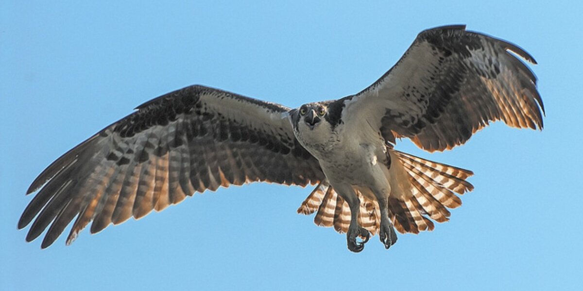 Decimation Bird Here Are The Birds That Are Being Decimated By Climate Change - The Dodo
