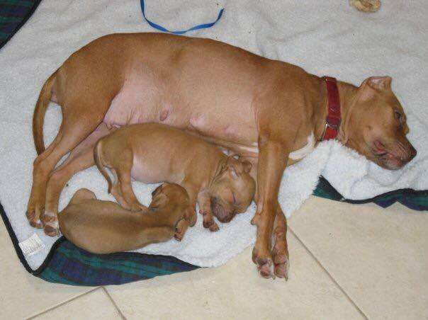 Rescued pit bull with her two puppies