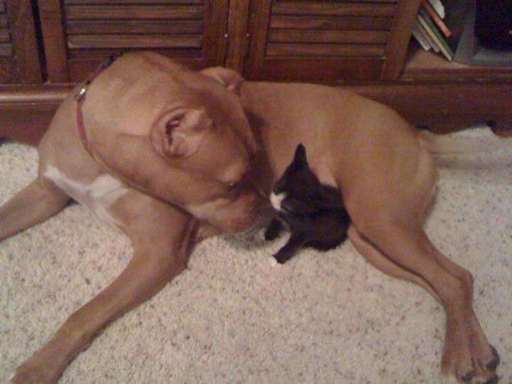 Pit bull and cat love