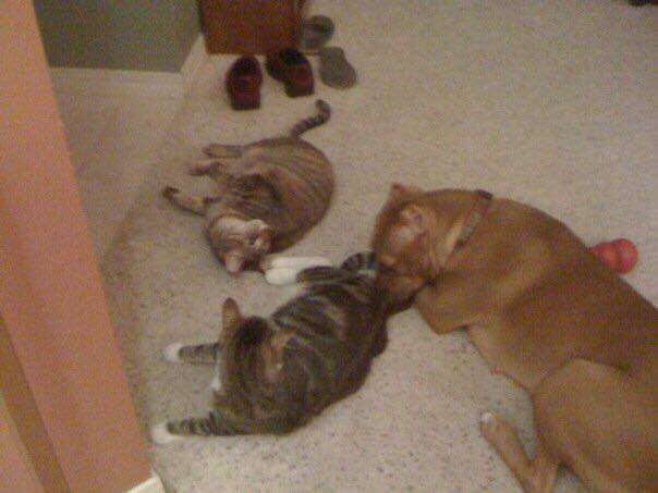 Pit bull and cat love