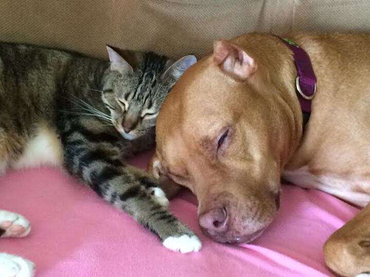 Cat and pit bull in love
