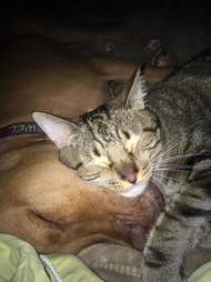 Pit bull and cat love