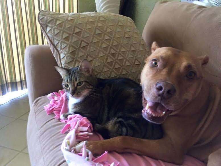 Pit bull and cat love