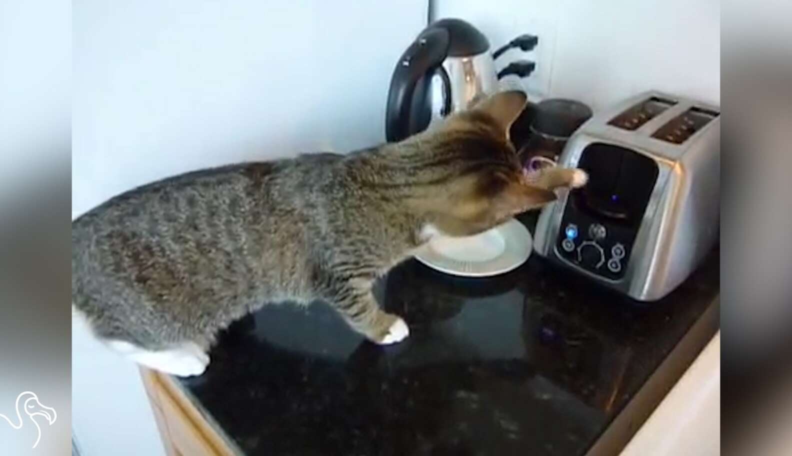 WATCH: Cats Investigating All Your Kitchen Stuff - The Dodo