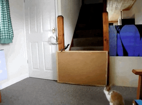 Genius Rabbit Plots Her Escape From ... THE BASEMENT - The Dodo