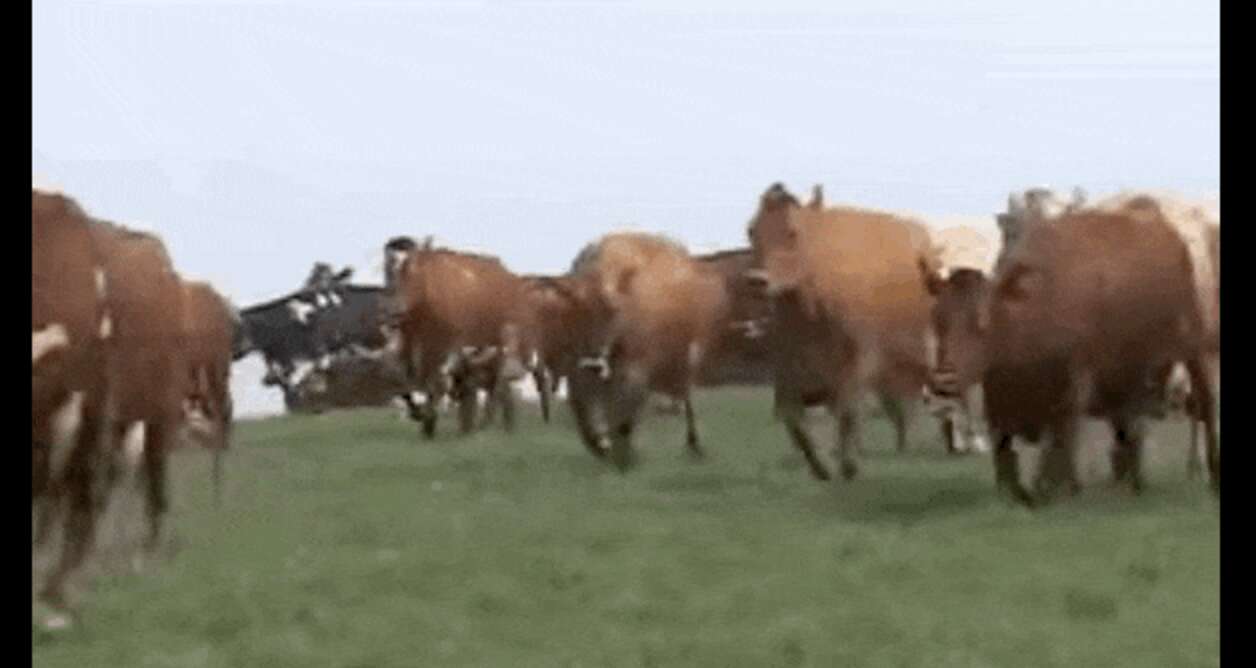 Cow Springing Happy, Dancing Cows Are Really, REALLY Excited Spring Is Here - The Dodo