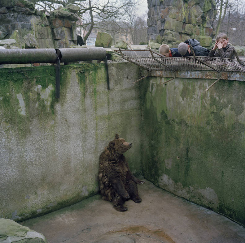 The Sadness Of Zoo Animals In One Photograph The Dodo