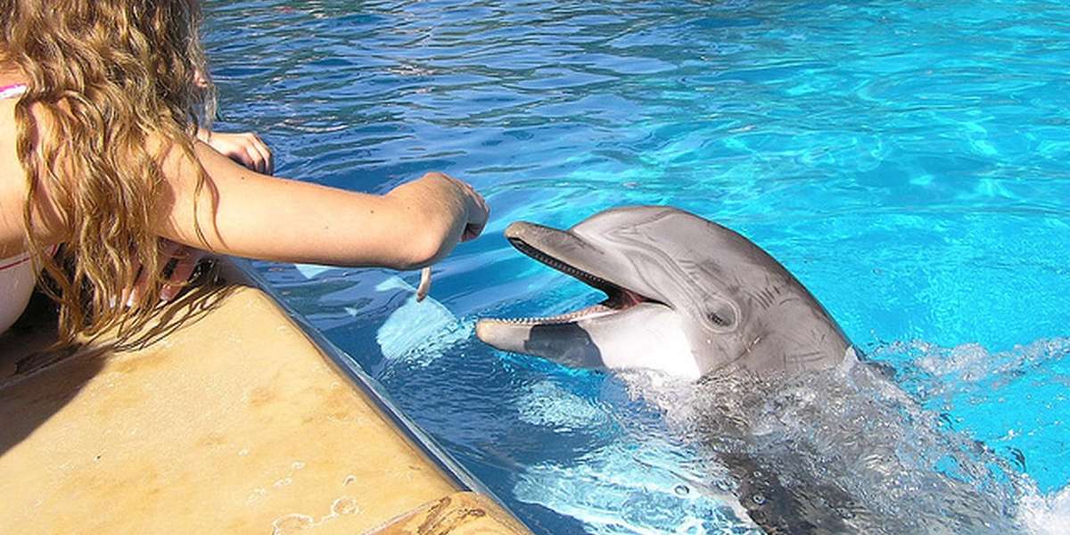 SeaWorld Realizes Allowing Kids To Feed Dolphins Is A Bad Idea The Dodo