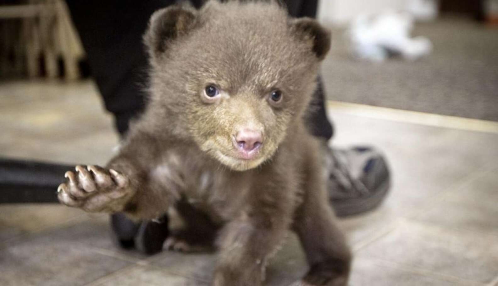 Baby Black Bear Mysteriously Arrives At Lake Tahoe Wildlife Center ...