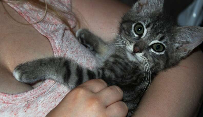 16 Newly Adopted Kittens On The Ride Home From The Shelter The Dodo