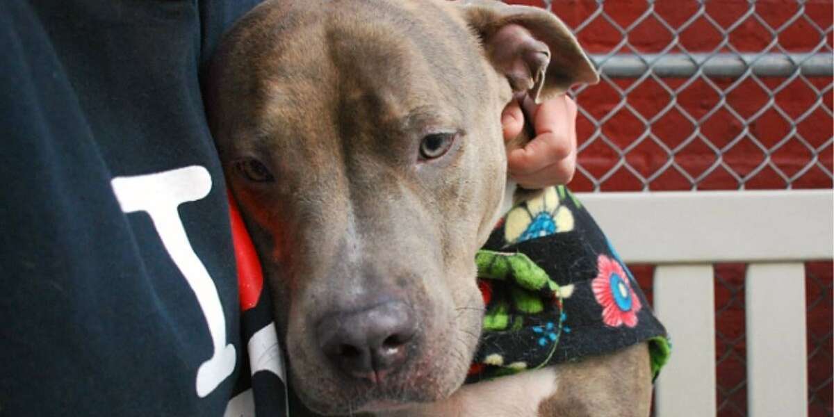 Shelter Dog Won't Stop Shaking, Even When He Wags His Tail The Dodo