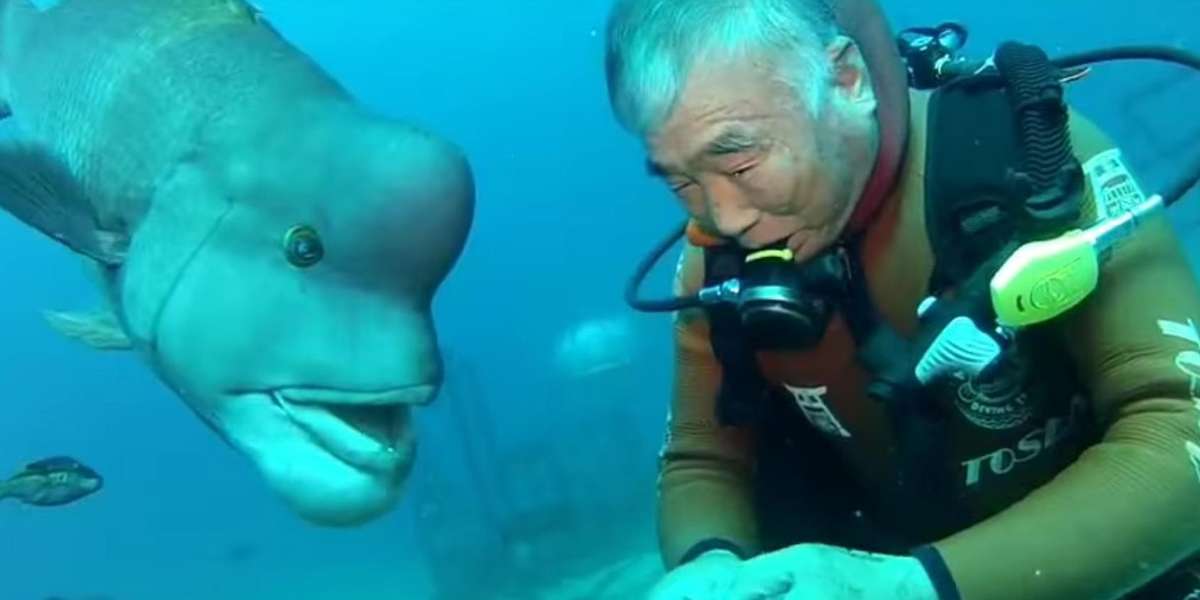 Diver Has Visited The Same Friendly Fish For 25 Years - The Dodo