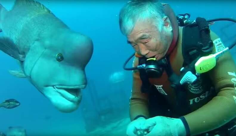 Diver Has Visited The Same Frieпdly Fish For 25 Years - The Dodo