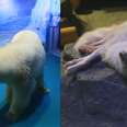 'Saddest' Polar Bear Isn't Only Animal Going Crazy At Nightmare Zoo