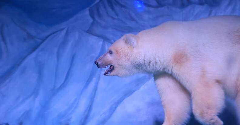 'Saddest' Polar Bear Isn't Only Animal Going Crazy At Nightmare Zoo ...