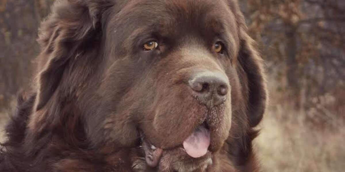 how much do female newfoundlands weigh