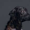 Memento Mori: Photographer Finds Dignity In Shelter Dogs' Last Moments