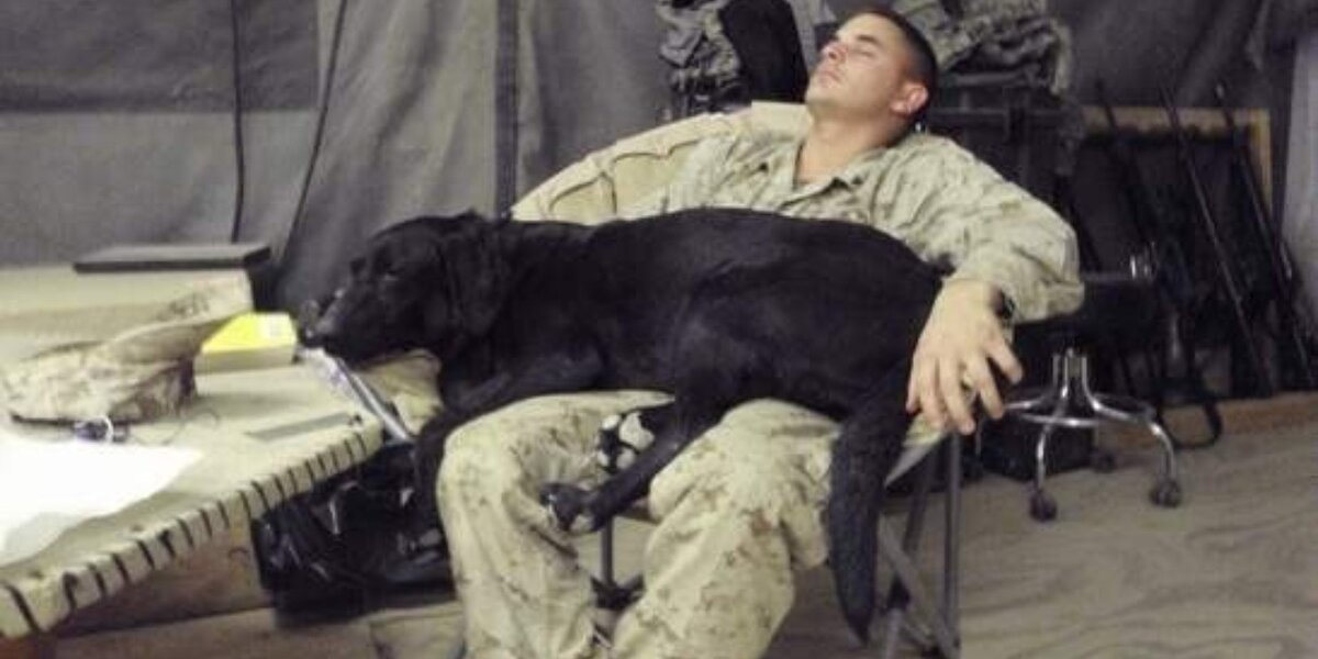 This Bomb-sniffing Dog Has Saved Countless Lives -- Now One Veteran Is 