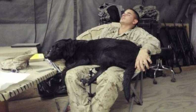 This Bomb-Sniffing Dog Has Saved Countless Lives -- Now One Veteran Is ...