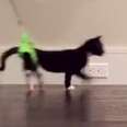 Cat With 2 Legs Has Figured Out How To Get Around Fast