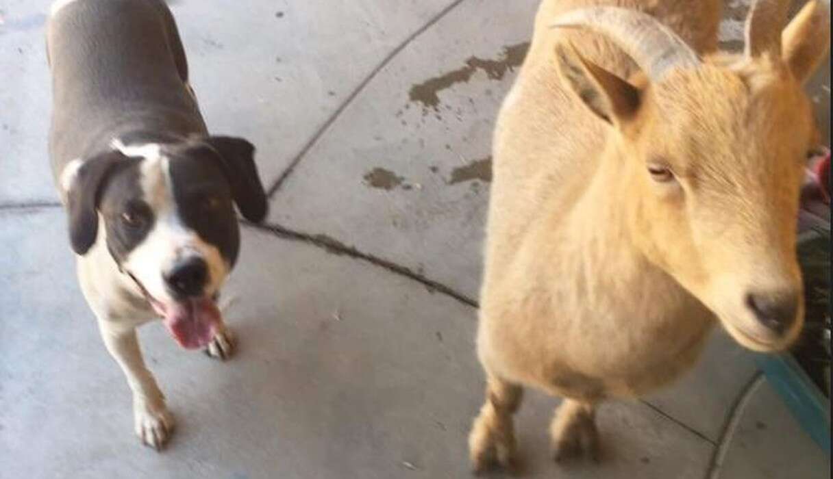 Do Goats And Dogs Get Along