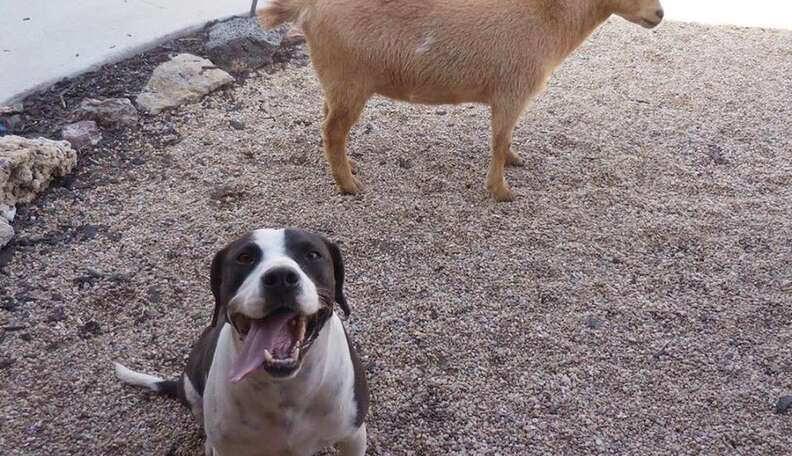 are goats friendly with dogs