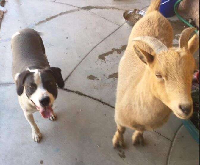 are goats friendly with dogs