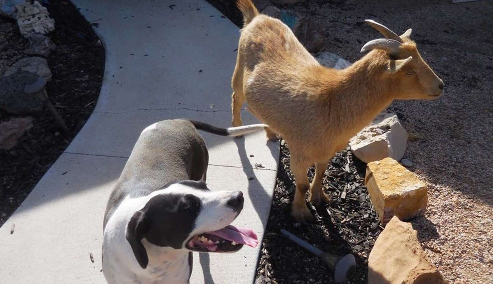 Dog And Goat Are Best Friends — And Need The Perfect Home Together ...