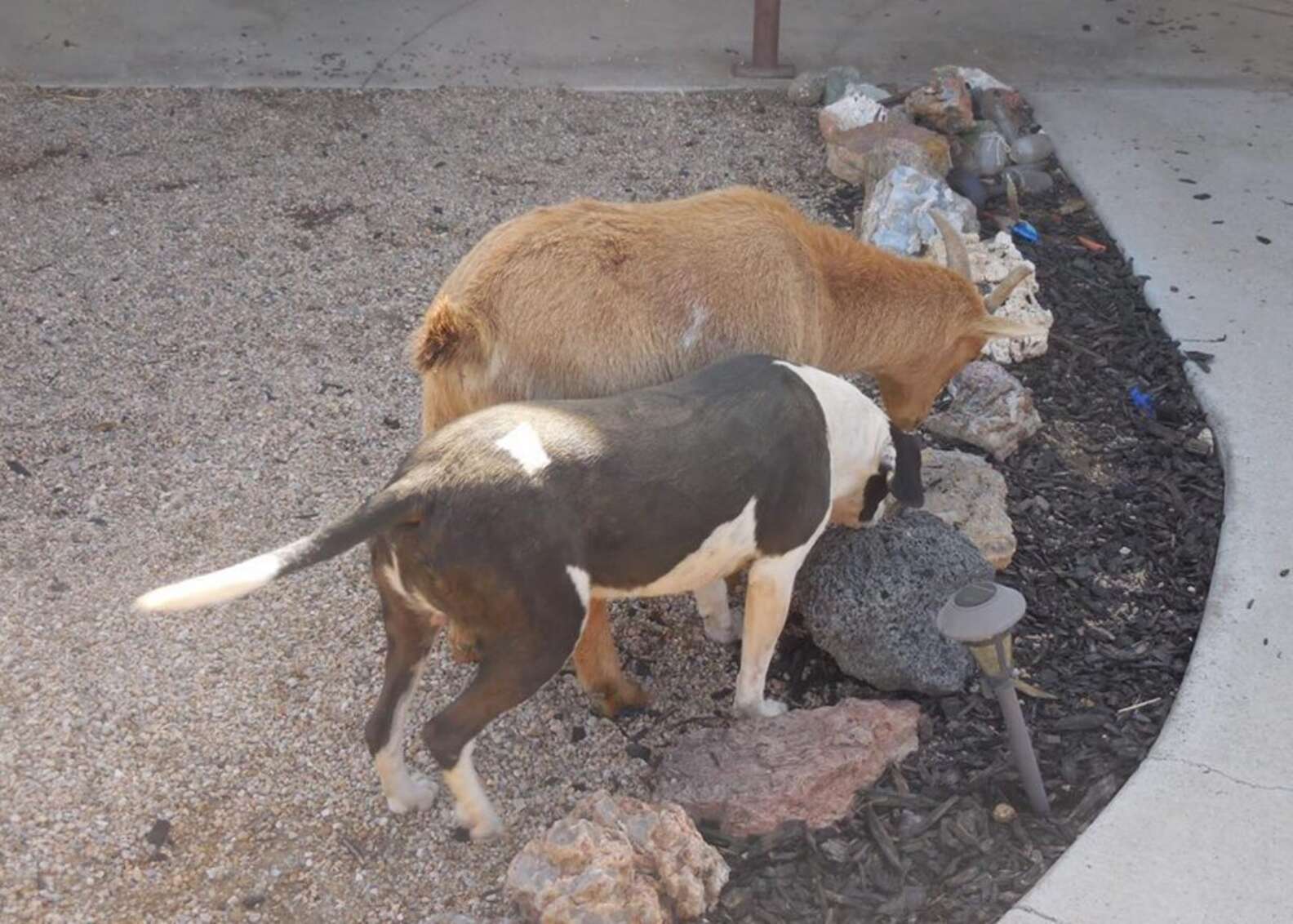 Dog And Goat Are Best Friends — And Need The Perfect Home Together