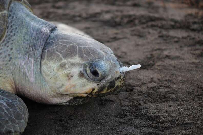 MTN 147: Plastic Straw Found Inside the Nostril of an Olive Ridley