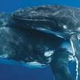Whales Win One: Will Japan Abide Ban?