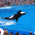 Blackfish Cast Exclusive: Ex-Trainers Say SeaWorld Must Evolve Now
