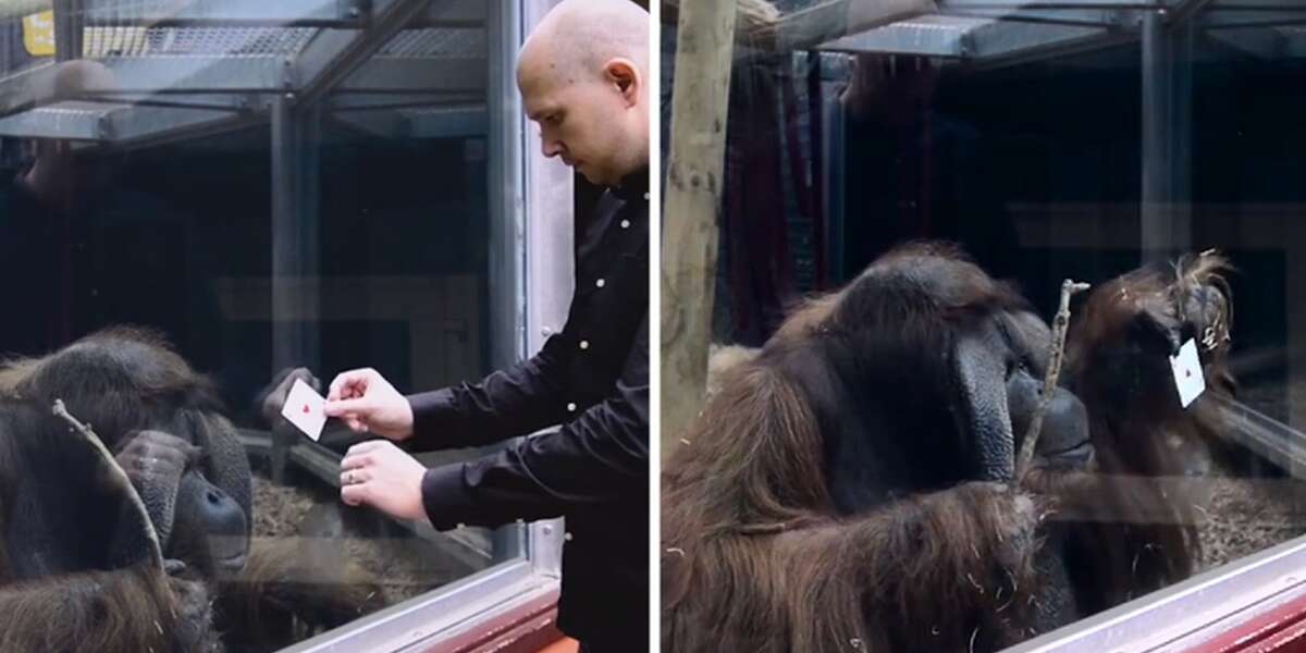 Zoo Orangutan Is So Baffled By Magician's Card Trick The Dodo