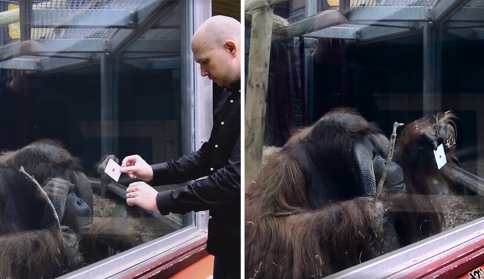Zoo Orangutan Is So Baffled By Magician's Card Trick The Dodo