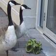 Goose Couple Shows Up On Doorstep With Their Newborns