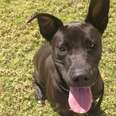 Handsome Pup Proves 'Black Dog Syndrome' Is Bogus