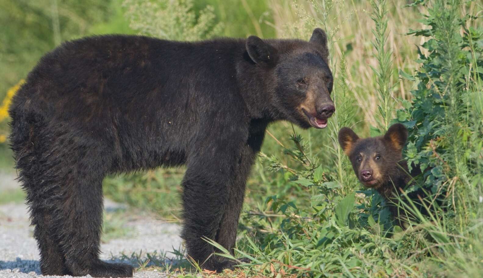 Woman Feeds Bears — And Ends Up Killing Them - The Dodo