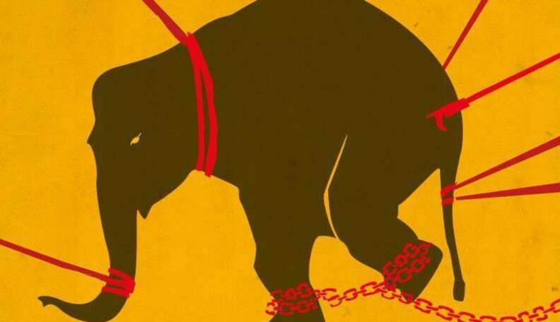 Elephant In Chains Chained circus elephant image seen across Vietnam - The Dodo