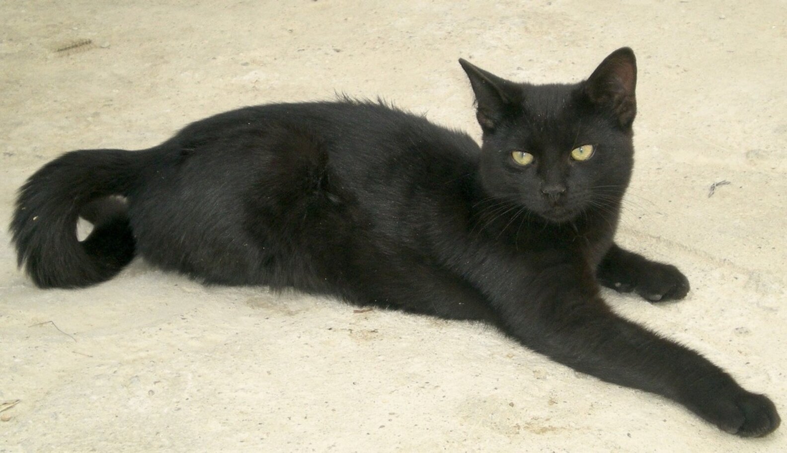 Cat Living In Home Depot For 13 Years Will Be Allowed To Stay The Dodo