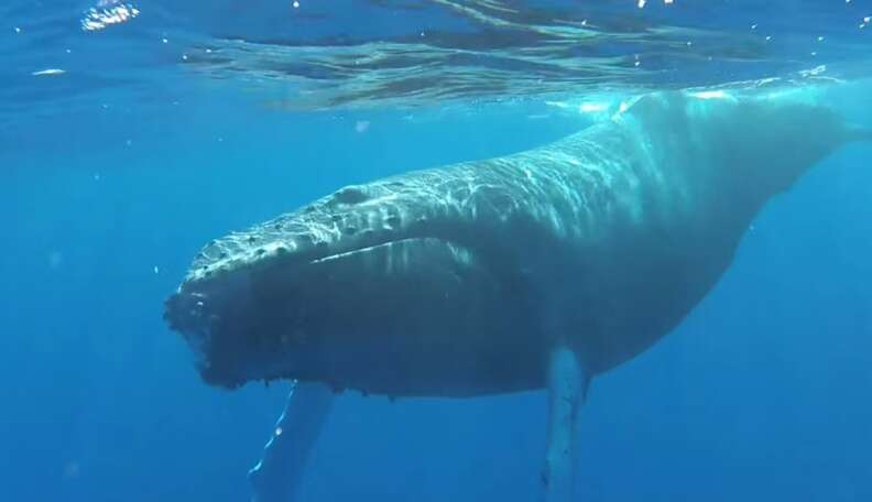 Rare Footage Captures A Sleepy Whale Waking Up From A Nap - The Dodo