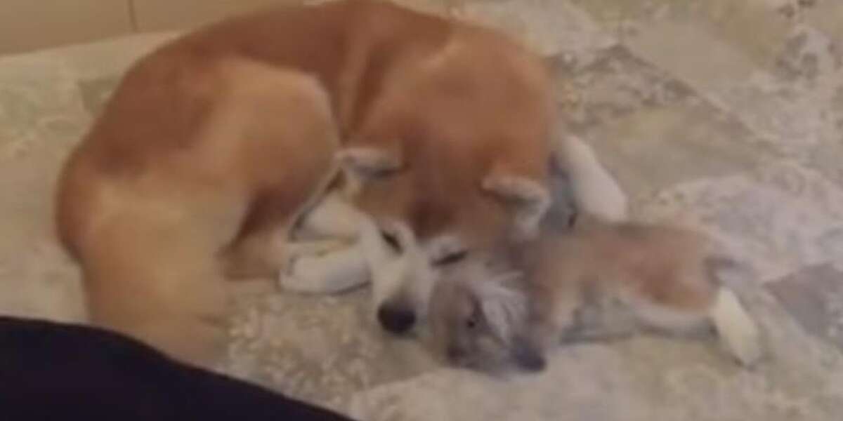 Bunny Absolutely Loves Snuggling Her Dog Best Friend - The Dodo