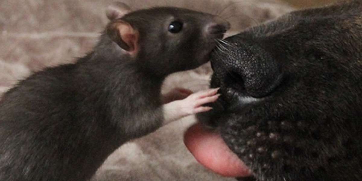 Photos Show Dog And Rat Sharing The Sweetest Little Friendship The Dodo