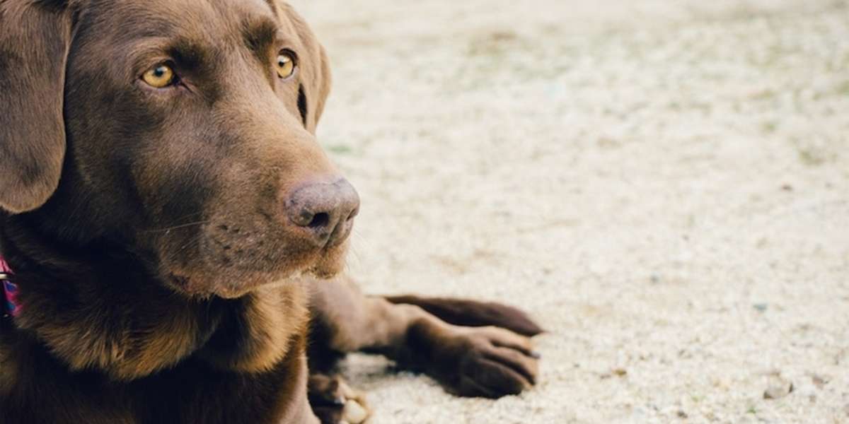 This Is Why You Shouldn't Support PETA The Dodo