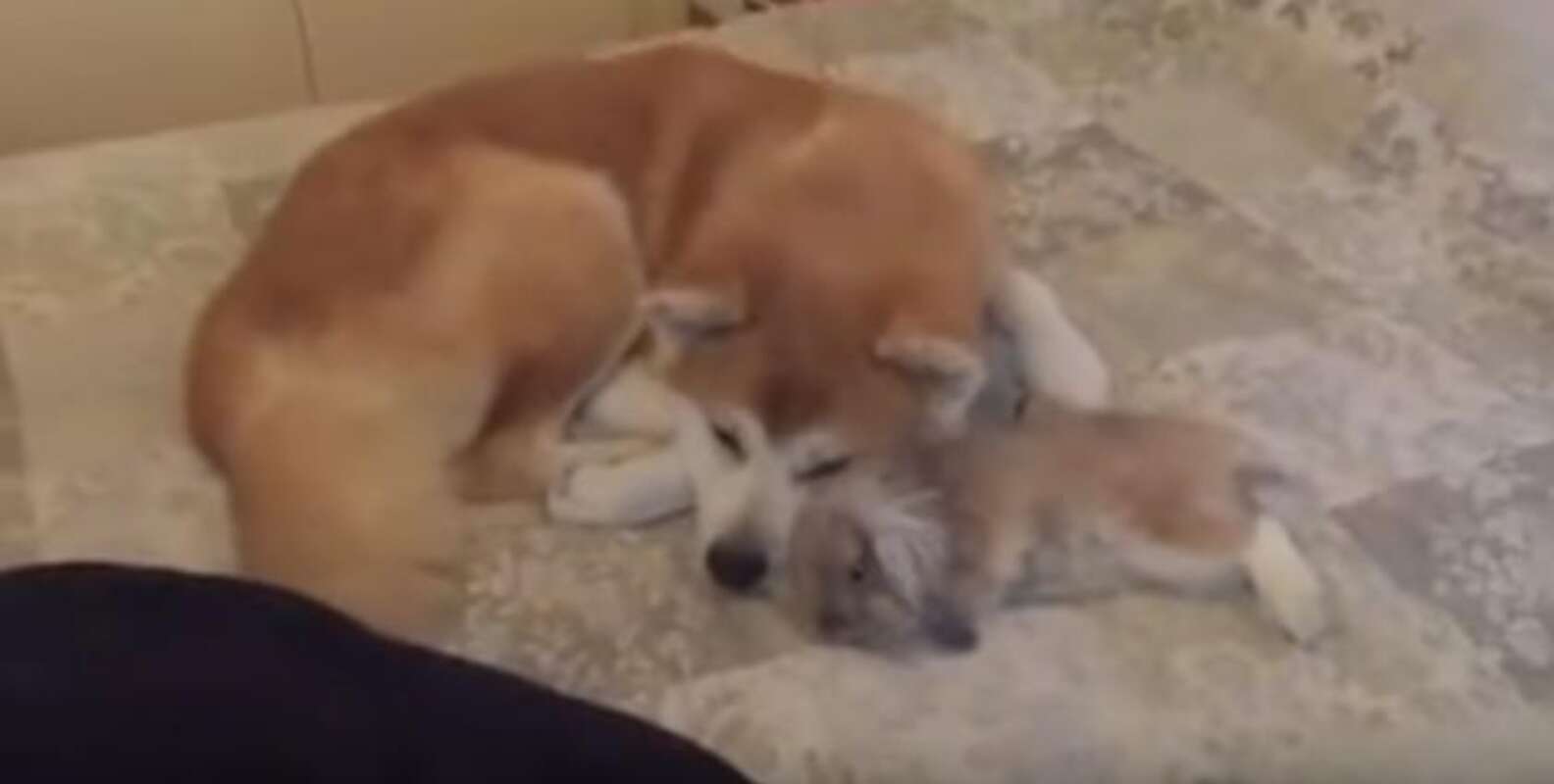 Bunny Absolutely Loves Snuggling Her Dog Best Friend - The Dodo